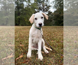 Jinx - Male Golden Labrador Dog for Adoption - Photo #2