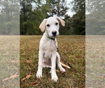 Small Photo #2 Golden Labrador Puppy For Sale in Attalka, AL, USA
