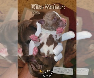 American Pit Bull Terrier Puppy for sale in JACKSON, MS, USA