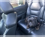 Small Photo #1 French Bulldog Puppy For Sale in SNELLVILLE, GA, USA