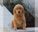 Bella - Female Golden Retriever Puppy for Sale - Small photo