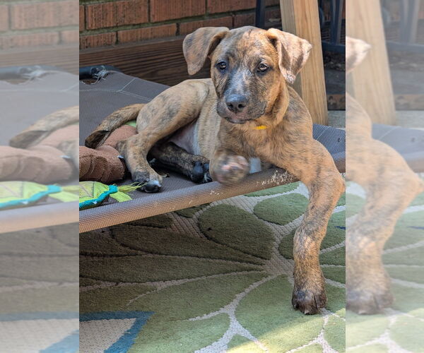 Medium Photo #6 Boxador Puppy For Sale in Boston, MA, USA