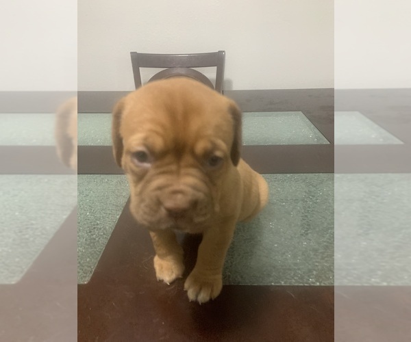 Medium Photo #2 Dogue de Bordeaux Puppy For Sale in DALLAS, TX, USA
