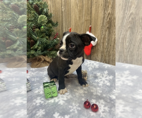 Medium Photo #4 Boston Terrier Puppy For Sale in MYRTLE, MO, USA