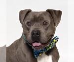 Small #2 American Pit Bull Terrier