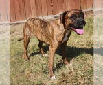 Small #2 Boxer Mix