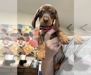 Dachshund Puppy for sale in FLINT, TX, USA