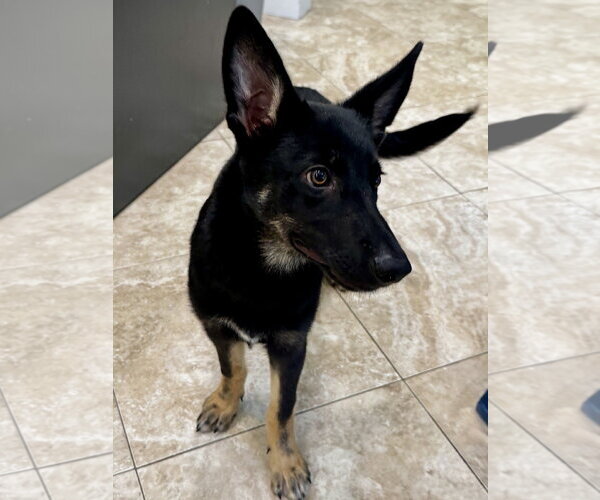 Medium Photo #3 German Shepherd Dog-Unknown Mix Puppy For Sale in Hilton Head, SC, USA