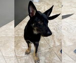 Small #2 German Shepherd Dog Mix