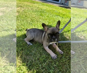 French Bulldog Puppy for sale in FEDERAL WAY, WA, USA