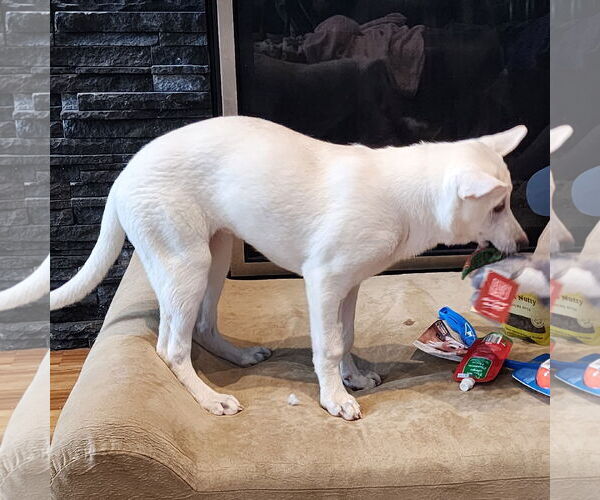 Medium Photo #3 German Shepherd Dog-Unknown Mix Puppy For Sale in Fargo, ND, USA