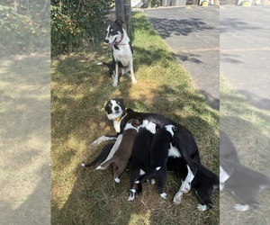 Border Collie Puppy for Sale in PURCELLVILLE, Virginia USA