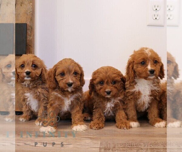 Medium Photo #2 Cavapoo (Miniature) Puppy For Sale in NARVON, PA, USA