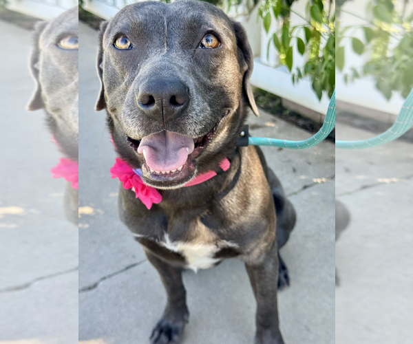 Medium Photo #7 Labmaraner Puppy For Sale in Newport Beach, CA, USA