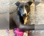 Small #34 American Pit Bull Terrier Mix