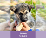 Puppy Purple German Shepherd Dog-Siberian Husky Mix