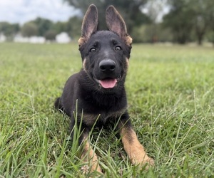 German Shepherd Dog Puppy for sale in HOLDEN, MO, USA