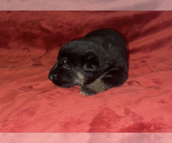 Medium Photo #2 German Shepherd Dog Puppy For Sale in COVENTRY, RI, USA