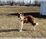 Small Photo #1 Border Collie Puppy For Sale in NORBORNE, MO, USA