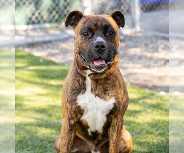 Medium Photo #1 Boxer-Unknown Mix Puppy For Sale in Camarillo, CA, USA