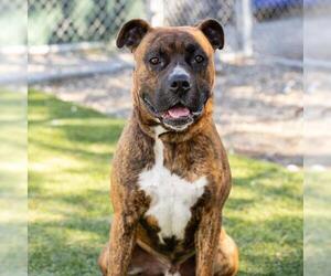 Boxer-Unknown Mix Dogs for adoption in Camarillo, CA, USA