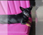 Small #1 Chihuahua