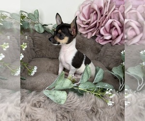 Chihuahua Puppy for sale in GLEN ALLEN, VA, USA