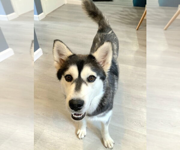Medium Photo #2 Gerberian Shepsky Puppy For Sale in Severn, MD, USA