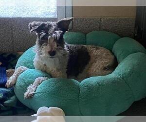 Miniature Schnauzer-Unknown Mix Dogs for adoption in Orange, CA, USA