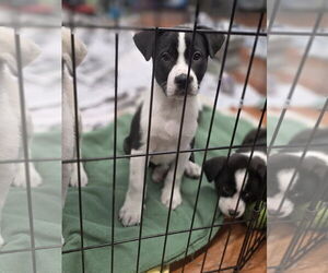 Aussiedor Dogs for adoption in SHERBURNE, NY, USA