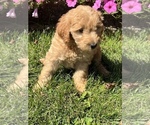 Small Goldendoodle (Miniature)