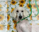 Small #2 Goldendoodle