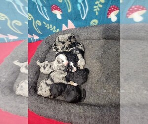 Aussiedoodle Puppy for sale in PORTAGE, MI, USA