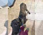 Small #3 Dutch Shepherd  Mix