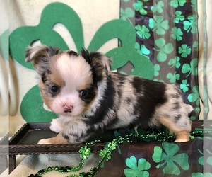 Chihuahua Puppy for sale in NEWVILLE, PA, USA