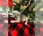 Small Photo #4 French Bulldog Puppy For Sale in BARBOURVILLE, KY, USA