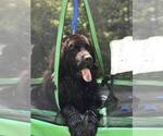 Small Photo #1 Newfoundland Puppy For Sale in CANDLER, NC, USA
