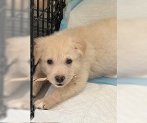 Miny - Female American Staffordshire Terrier-Labrador Retriever Mix Dog for Adoption - Photo #3