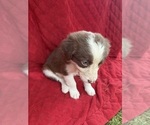 Small Photo #55 Borador Puppy For Sale in MARION, VA, USA