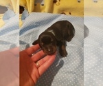 Small Photo #6 Doberman Pinscher Puppy For Sale in SAGINAW, MI, USA