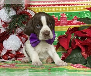 German Shorthaired Pointer-Unknown Mix Puppy for sale in LANCASTER, PA, USA