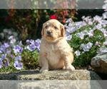 Puppy Charlotte Goldendoodle (Miniature)