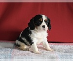 Small Photo #2 Cavalier King Charles Spaniel Puppy For Sale in MILLERSBURG, OH, USA