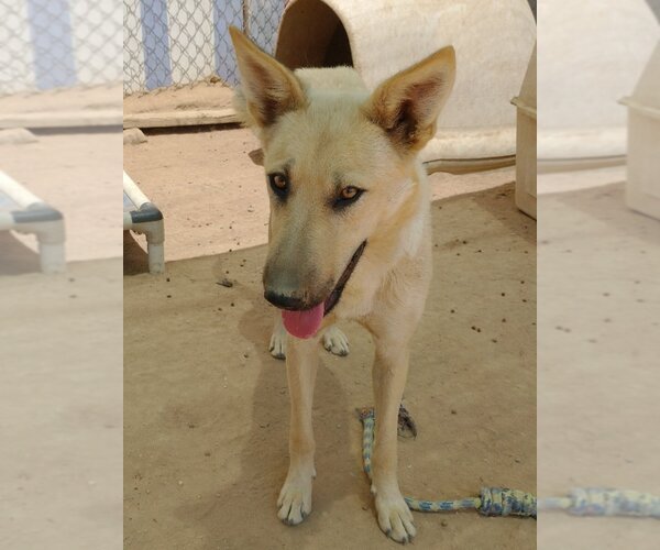 Medium Photo #1 Mutt Puppy For Sale in Apple Valley, CA, USA