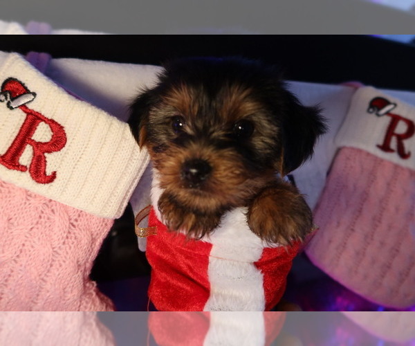 Medium Photo #1 Yorkshire Terrier Puppy For Sale in NORTH HOLLYWOOD, CA, USA