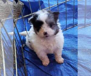 Shiranian Puppy for sale in TYLER, TX, USA