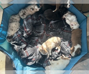 Australian Shepherd Litter for sale in LUMBERTON, TX, USA