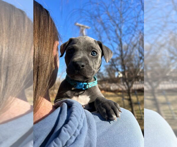 Medium Photo #2 Mutt Puppy For Sale in OKLAHOMA CITY, OK, USA