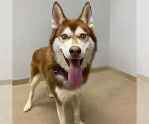Siberian Husky Dogs for adoption in Aurora, CO, USA