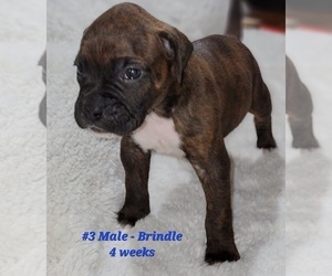 Boxer Puppy for sale in SAN JUAN, TX, USA